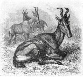 Hartebeest