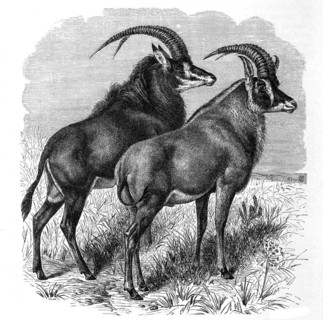 Sable antilope