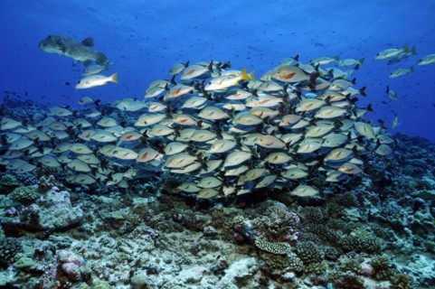 Humpback red snapper