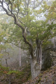 Gnarled oak trees
