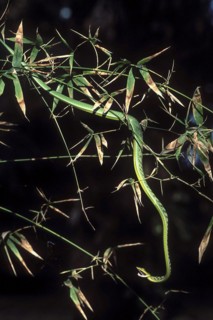 Green whip snake