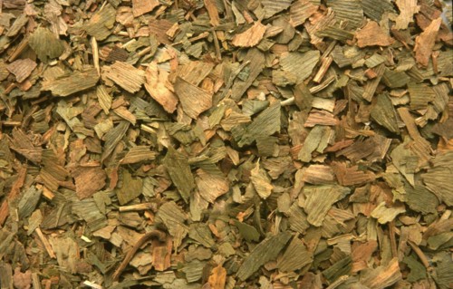 Dried leaves of the ginkgo