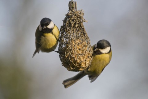 Great tits