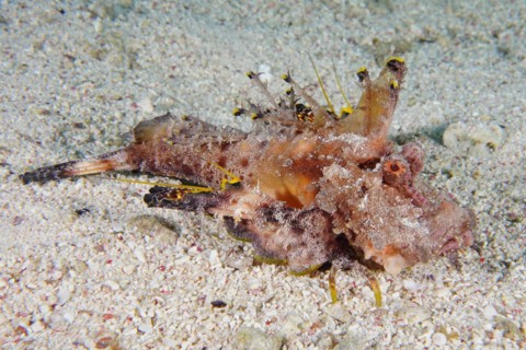 Red Sea Walkman