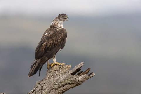 Bonellis eagle