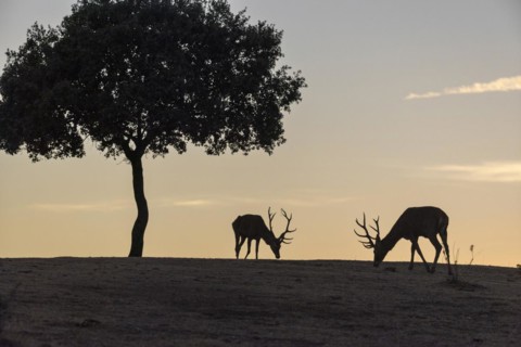 Red deer