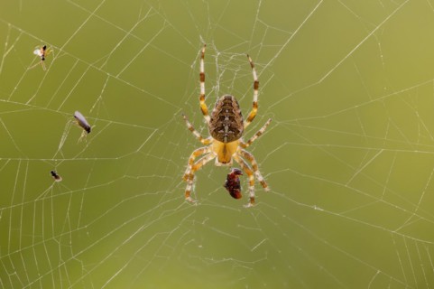 Cross spider