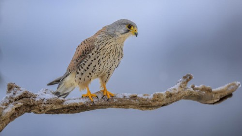 Common kestrel