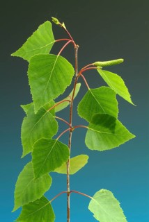 Medicinal plant Birch