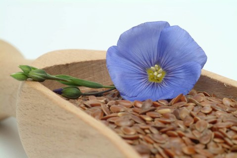 Medicinal plant Linseed