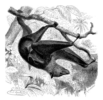 Black-eared flying fox