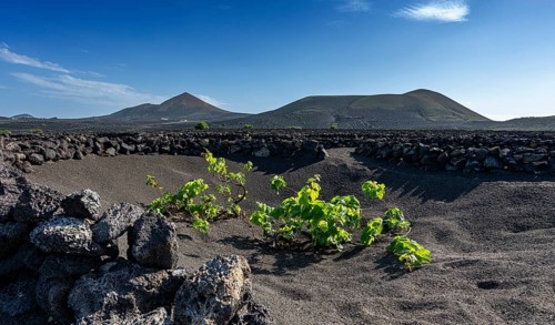 Winegrowing area in La Geria