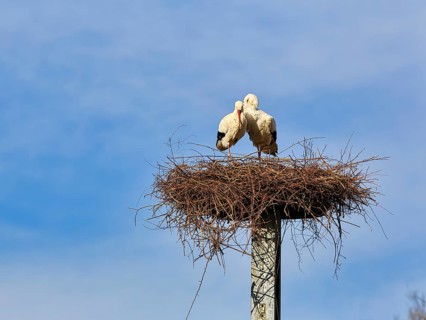 White storks