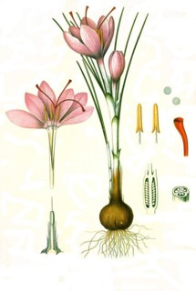 Medicinal plant