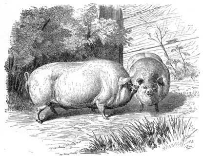 Dwarf pig