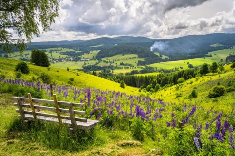 Landscape with flowering meadows