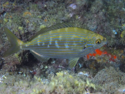 Salema porgy