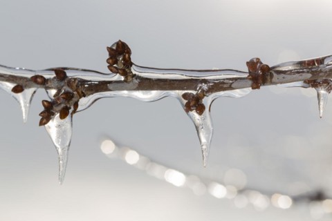 Winter buds on a cherry tree covered with ice after freezing rain