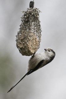 Long-tailed tit