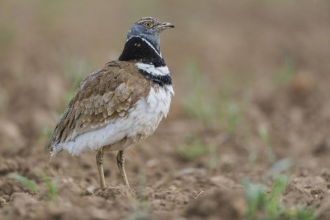 Little Bustard