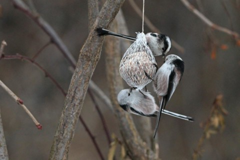 Long-tailed Tit