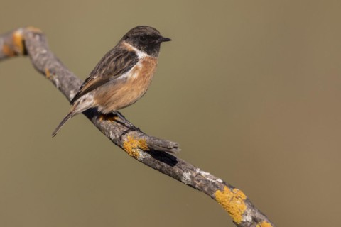 Common european stonechat