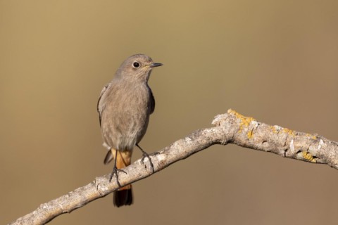 Black Redstart