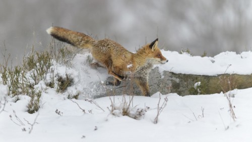 Red fox