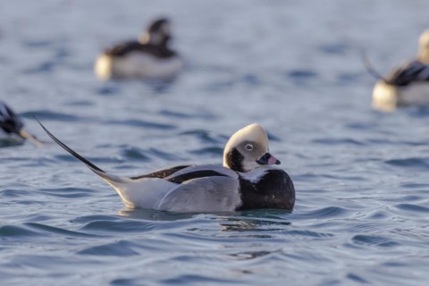 Long-tailed duck