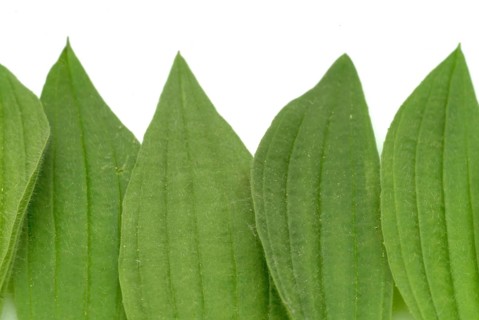 Medicinal plantain