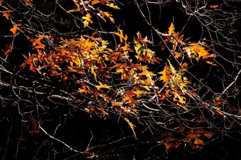 Maple