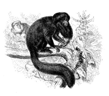Satan Monkey or black bearded saki