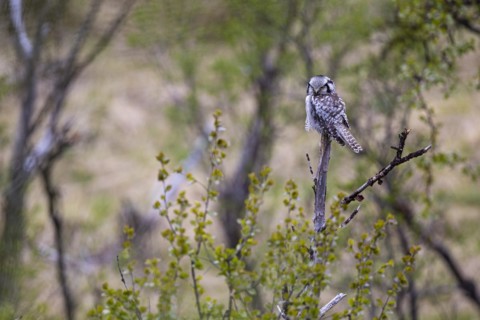 Northern hawk owl
