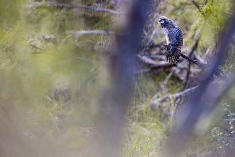 Northern hawk owl