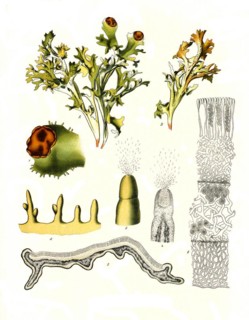 Medicinal plant