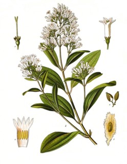 Medicinal plant