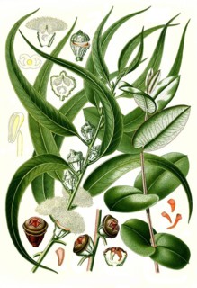 Medicinal Plant
