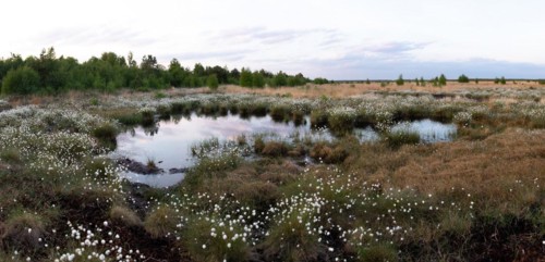 Hare's-tail cottongrass