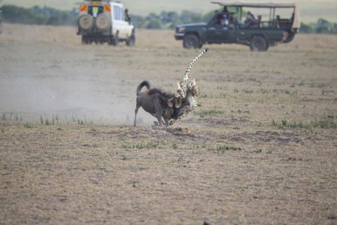 Cheetah