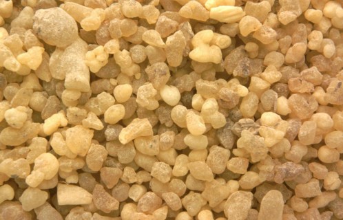Medicinal plant