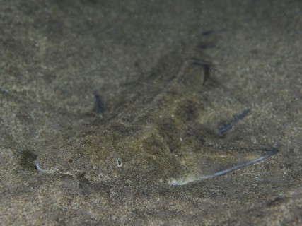Juvenile monkfish