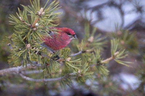 Pine grosbeak