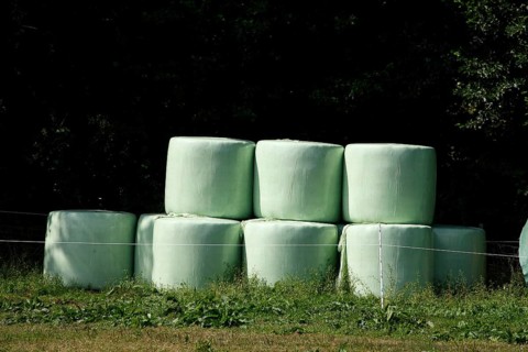 Grass silage packed with green plastic sheeting