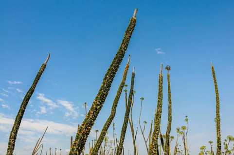 Madagascar spiny forests