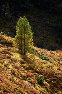 European larch