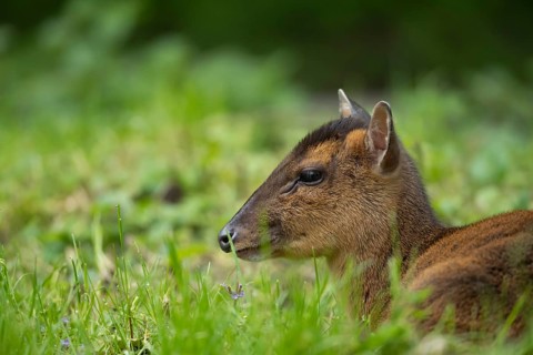 Muntjac