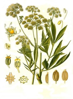 Medicinal plant
