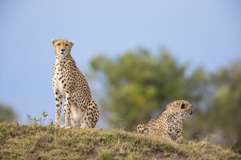 Cheetah