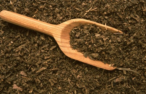 Indian patchouli