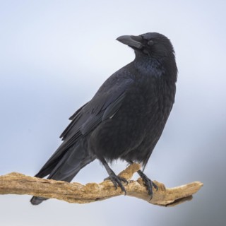 Carrion crow